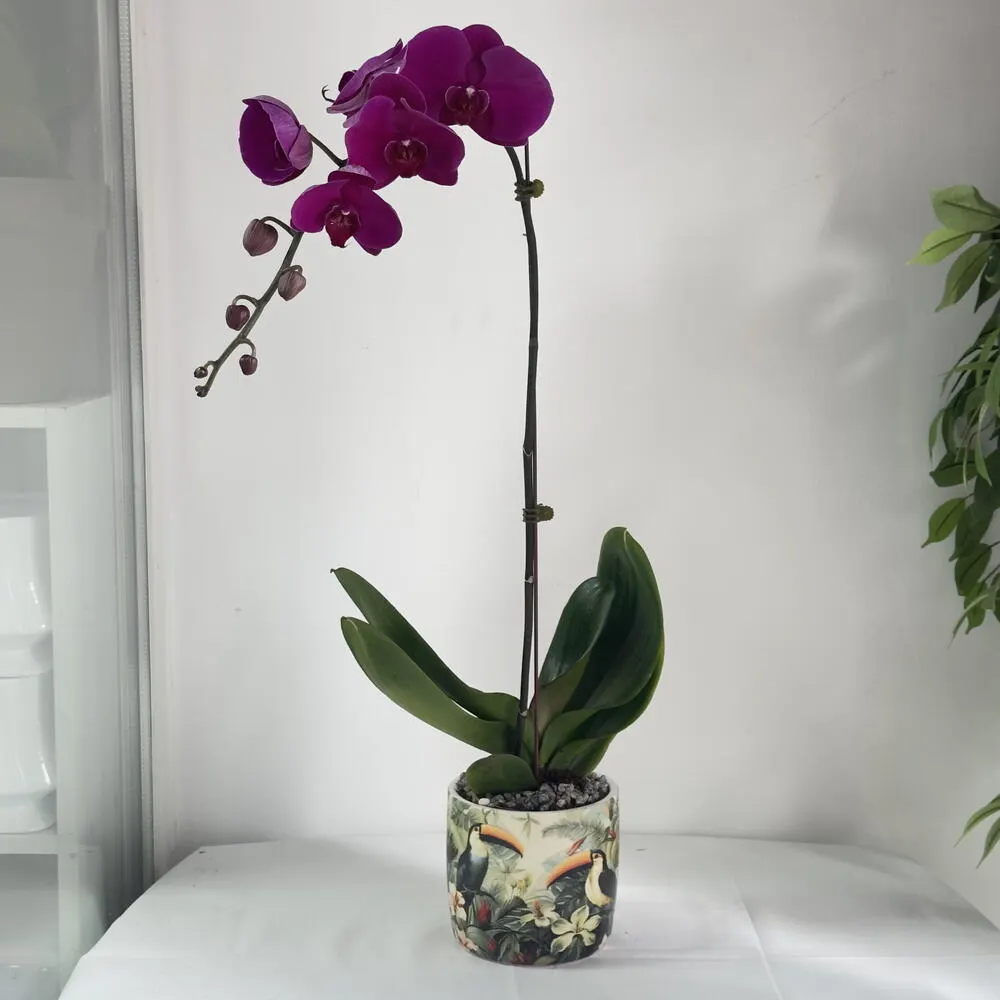 Pink Palaenopsis Orchid