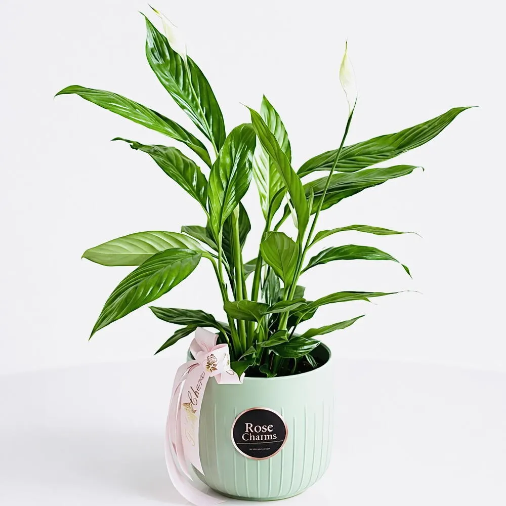 Peace Lilly Spathiphyllum Indoor Plant