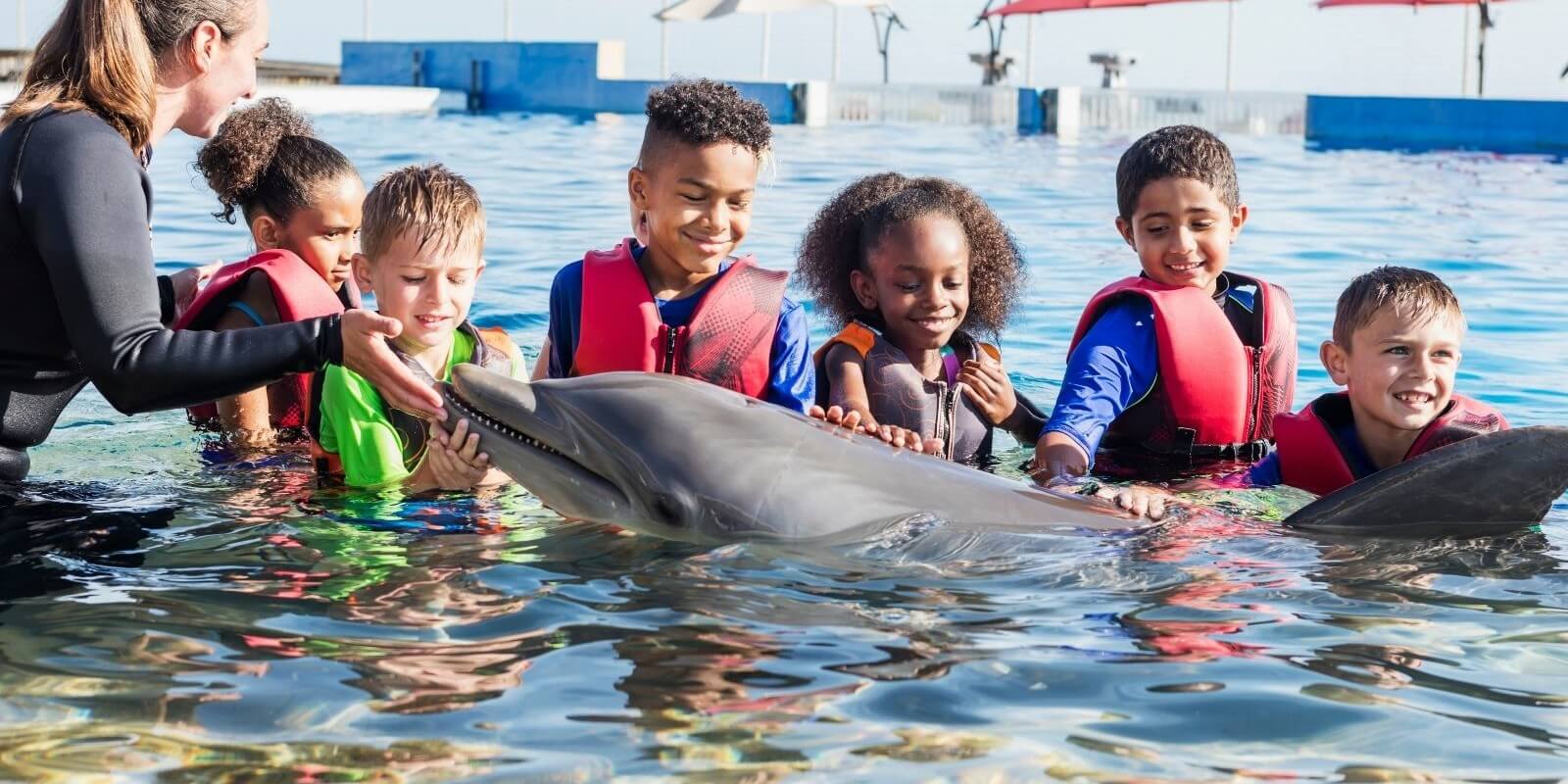 Swim with dolphins view 1