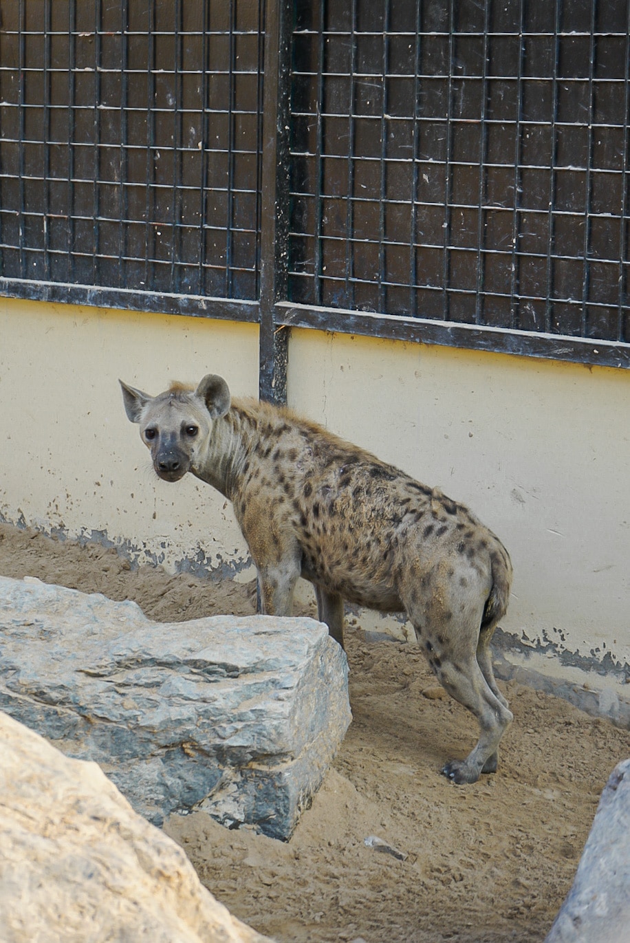 Privatized zoo view 9