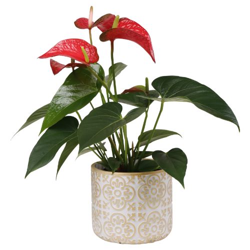 special Corporate Gifts  5 view 4