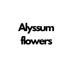 Alyssum Flowers