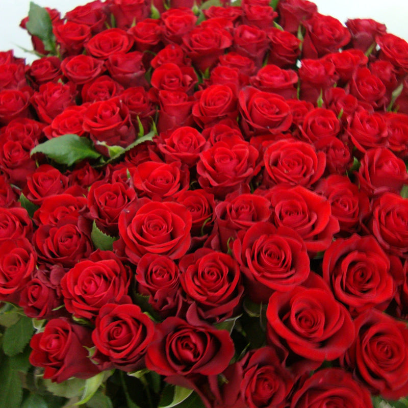 Rosso Cuore : 144 rose rosse view 4