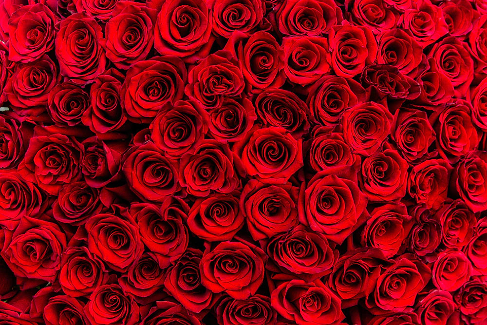 Rosso Cuore : 144 rose rosse view 5