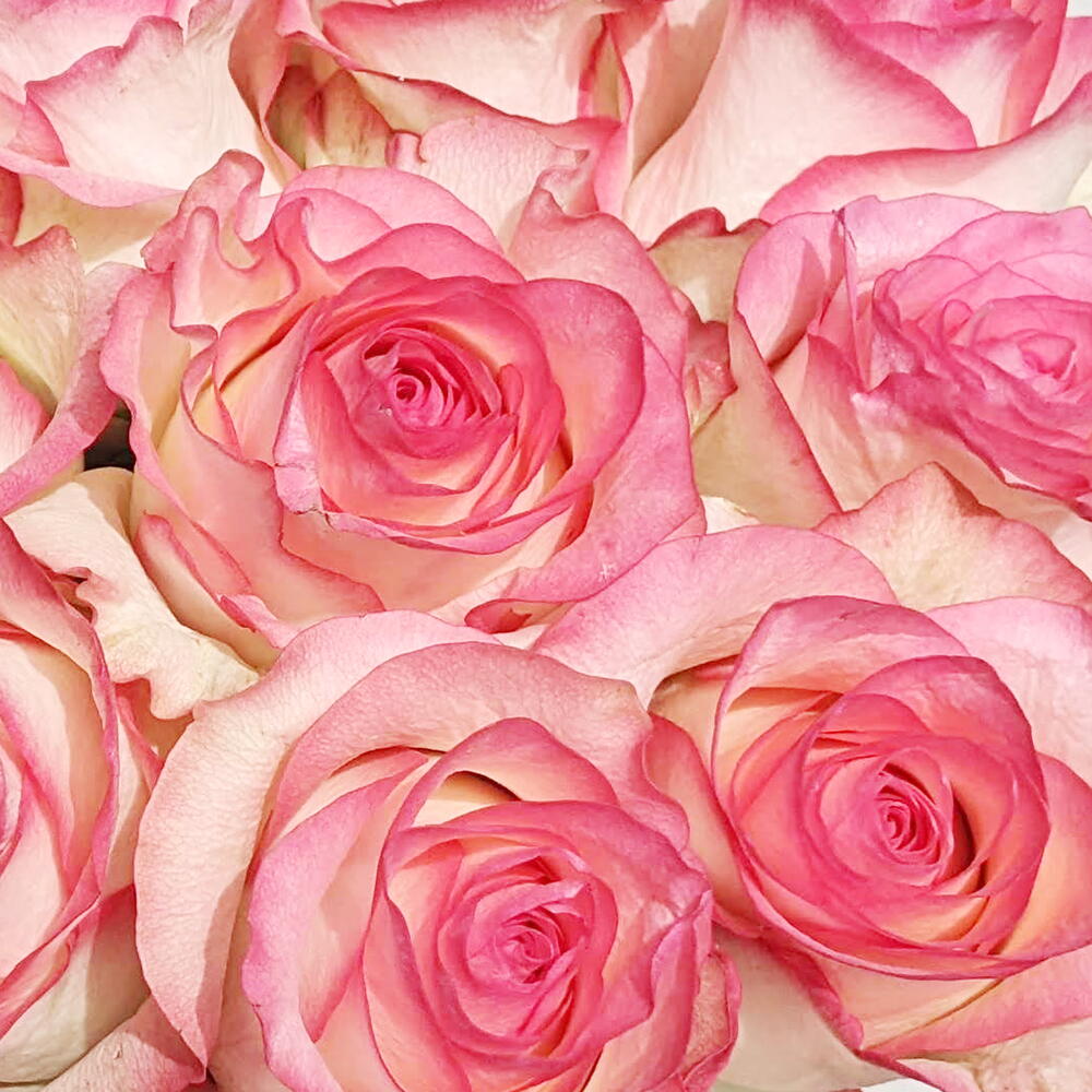 "Box with Pink roses view 4