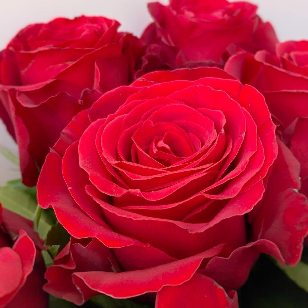 9 Premium Red Roses - Soul view 5
