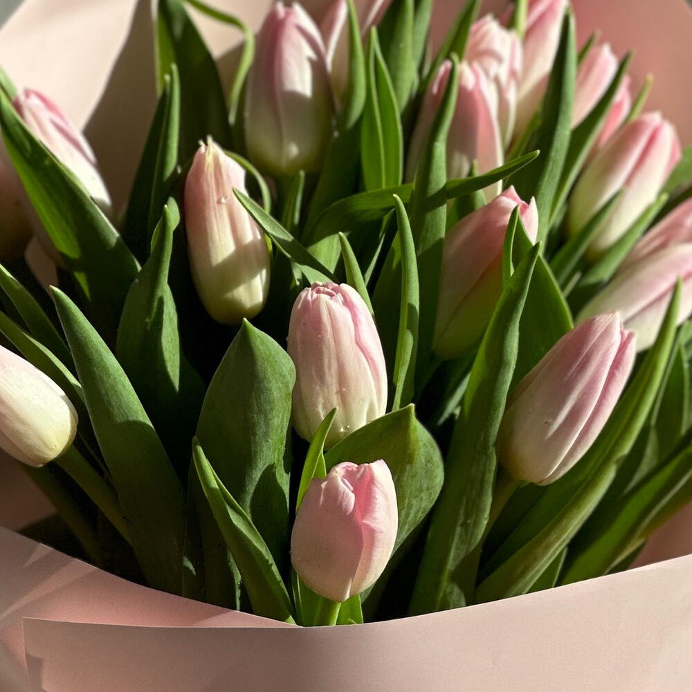 Tulip Dream1 view 5