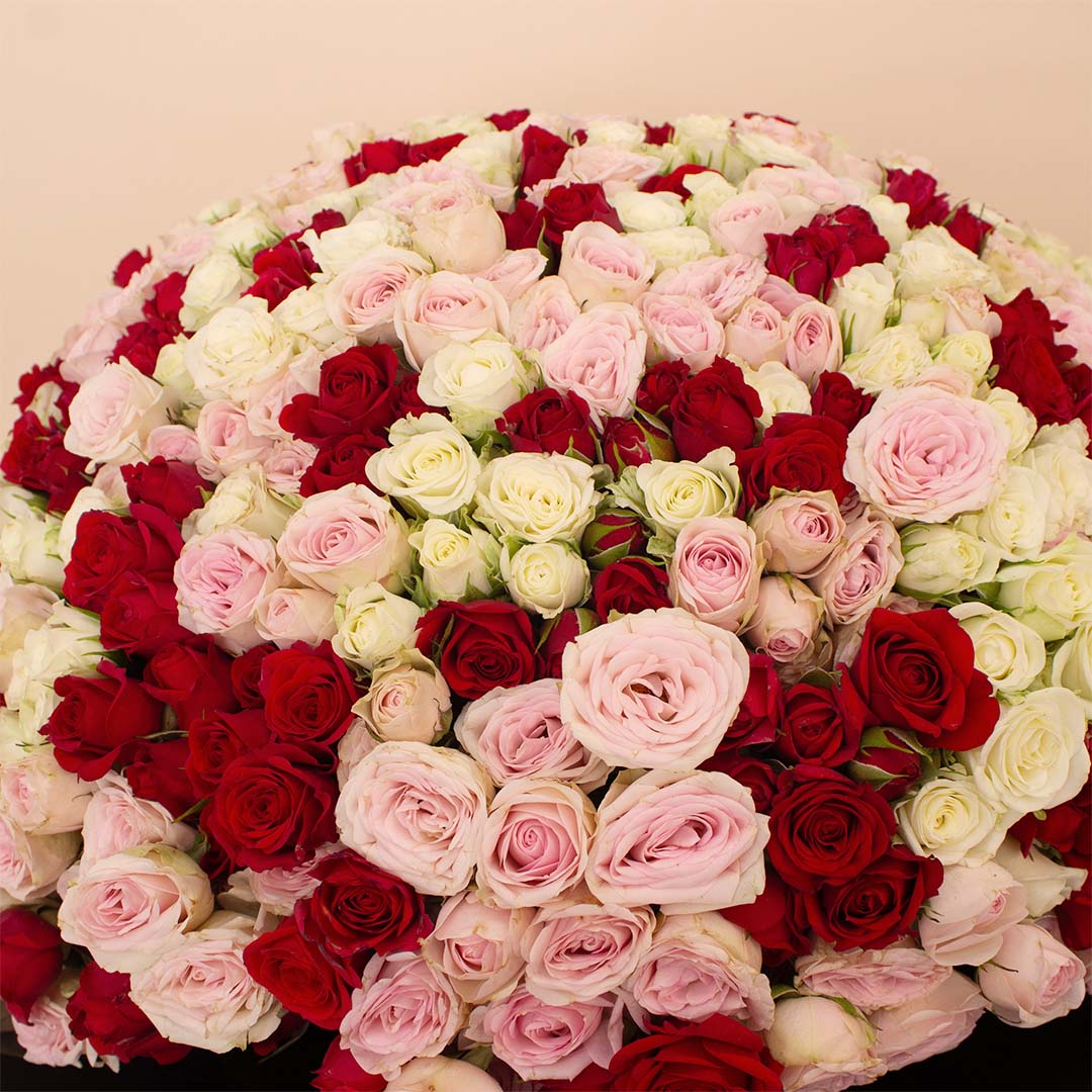 Flowrista | Bouquet of 250 White, Pink & Red Roses view 4