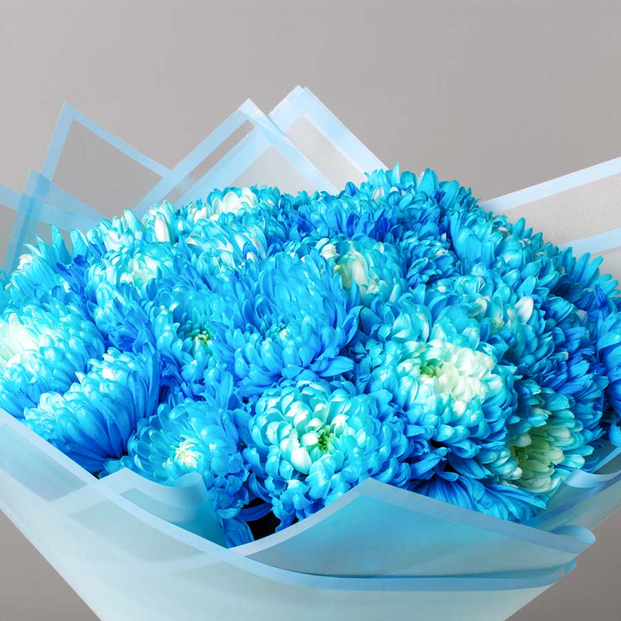 Blue Chrysanthemum view 4