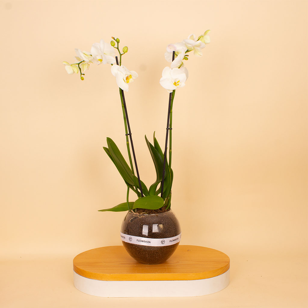 Flowrista | White Phalaenopsis Orchid Plant view 1