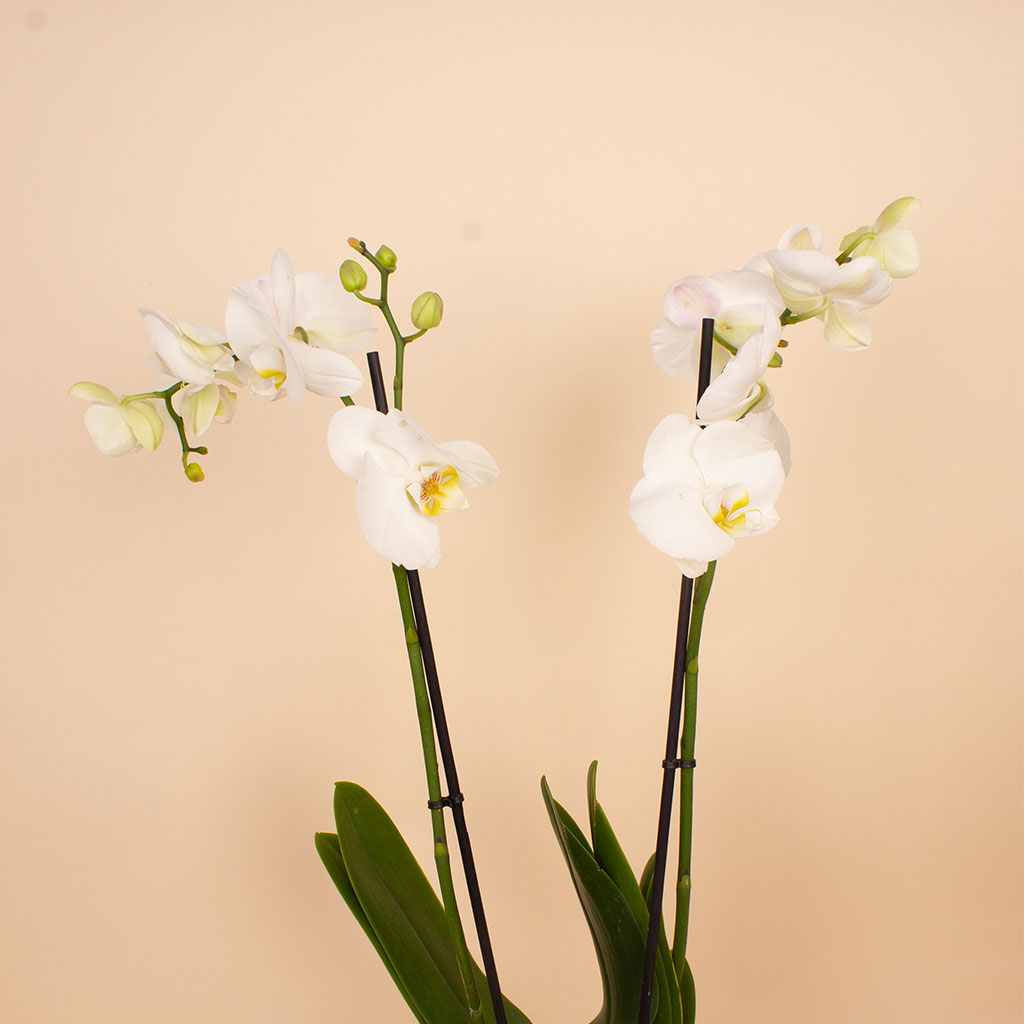 Flowrista | White Phalaenopsis Orchid Plant view 5