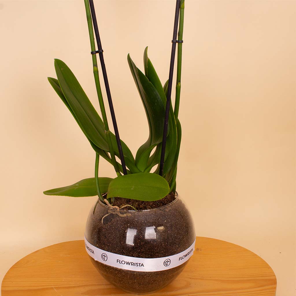 Flowrista | White Phalaenopsis Orchid Plant view 4