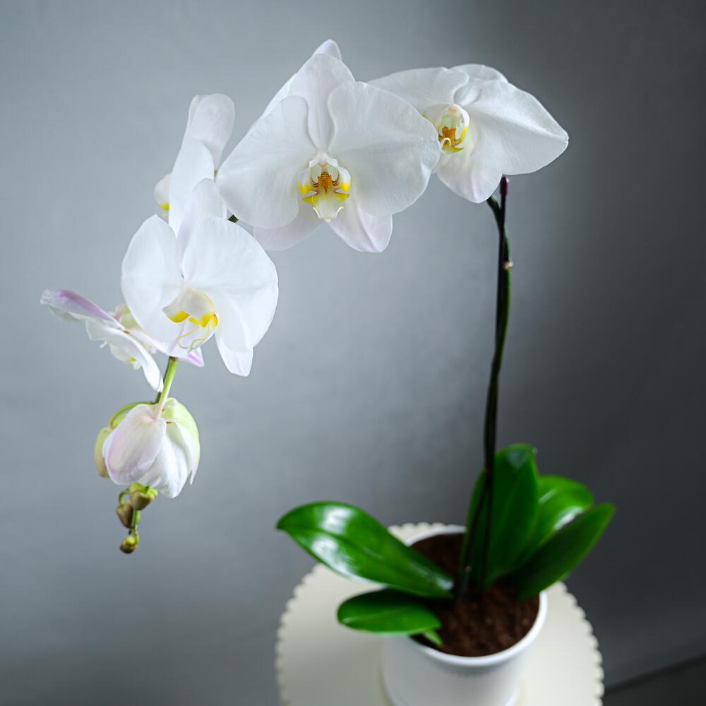 White Phalaenopsis Single Stem Plant-5505 view 8