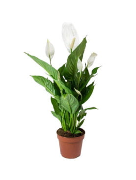 Gavottes with chocolate with lily plant view 7