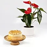 Butterscotch Cake and Plants view 7