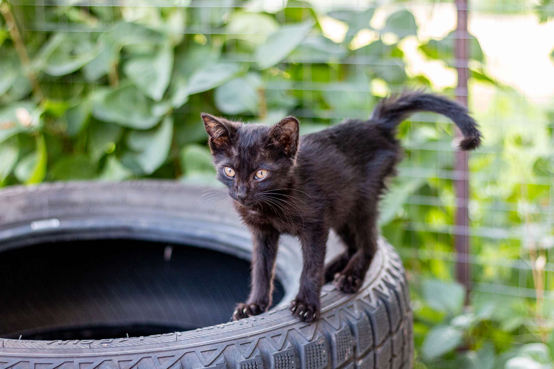 Panther