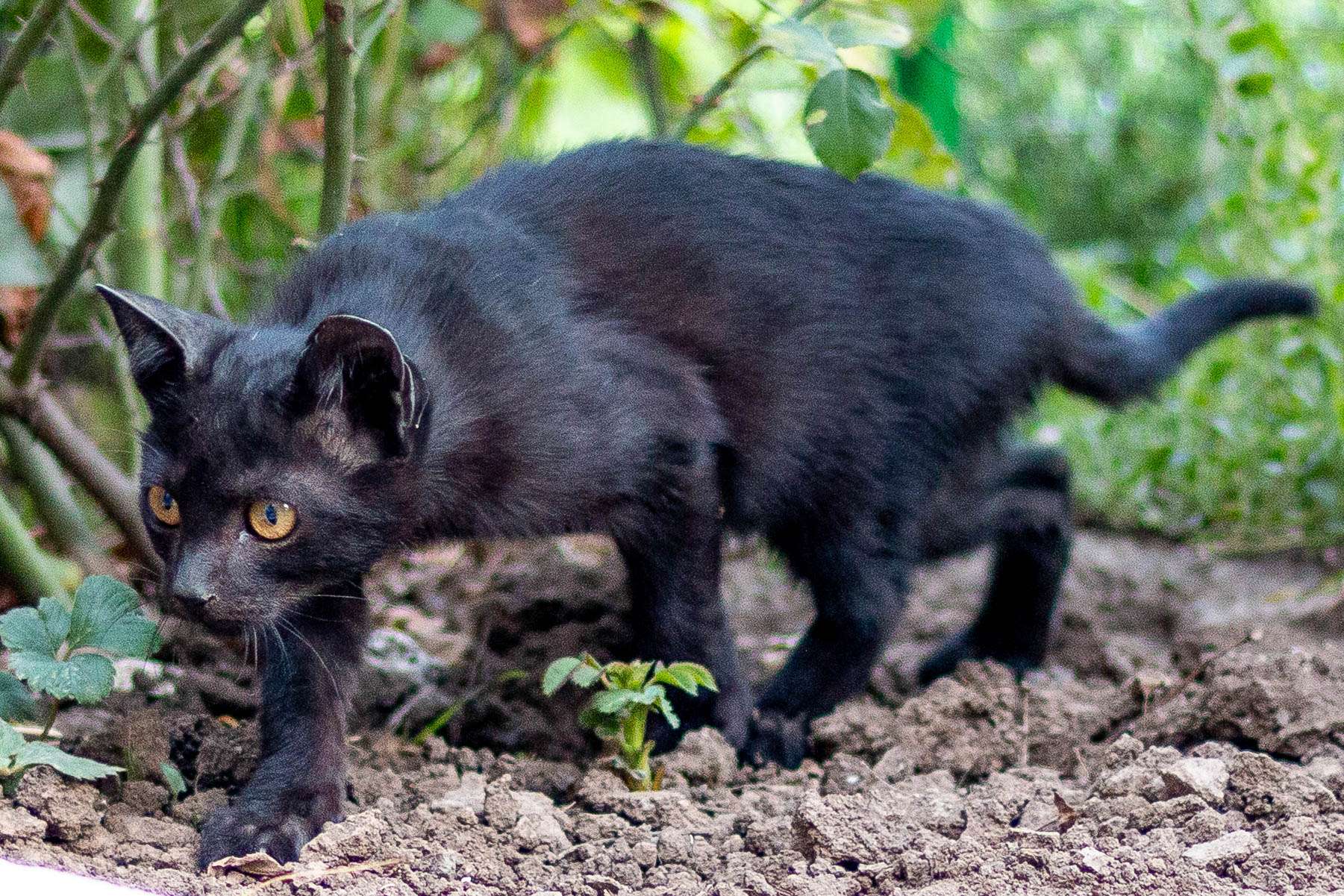 Panther