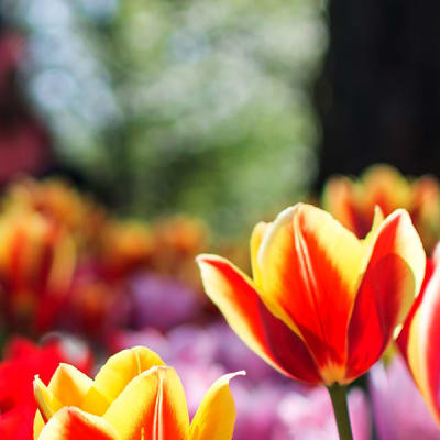 Holland i blomst - Emmeloord
