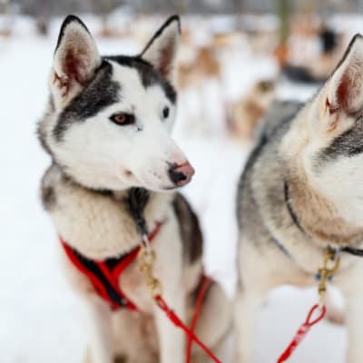 Stor guide: Sådan skal Lapland opleves med børn