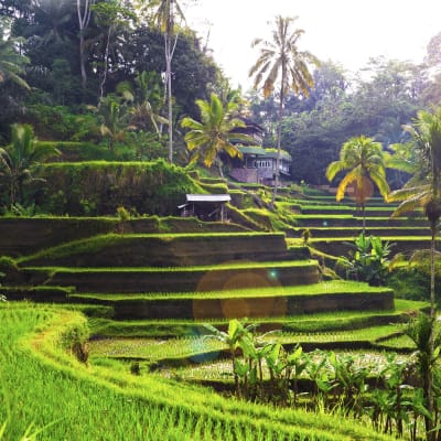 Eventyrlige Bali  Gudernes 