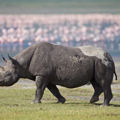 5 grunde til at tage på safarirejse