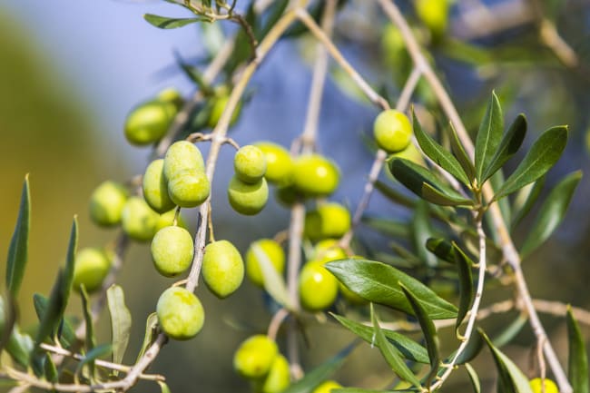 Olivenolie-ruten  gastronomisk landtur