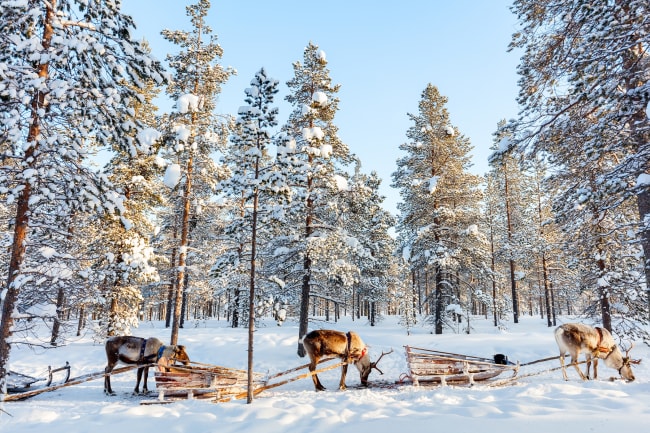 Rensdyrsldetur og nordlysaften