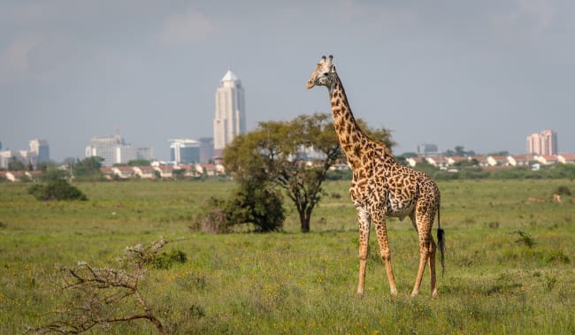 Ankomst i Nairobi