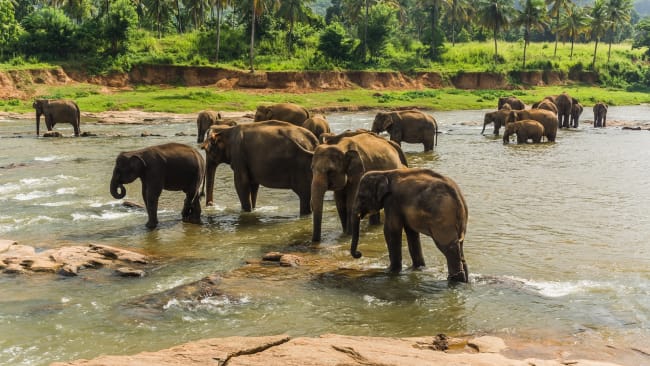 P opdagelse i Chitwan National Park