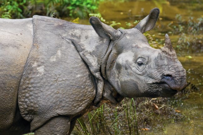 Tempelbesg og videre til Chitwan National Park