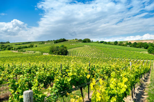 Hjemrejse og vinsmagning i Rheinhessen