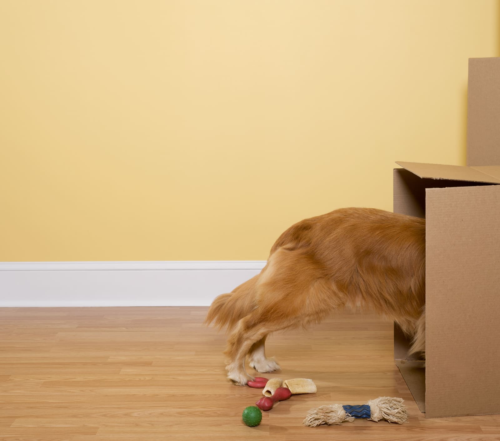 How To Change Owner Or Address On A Pet Microchip Nimblefins