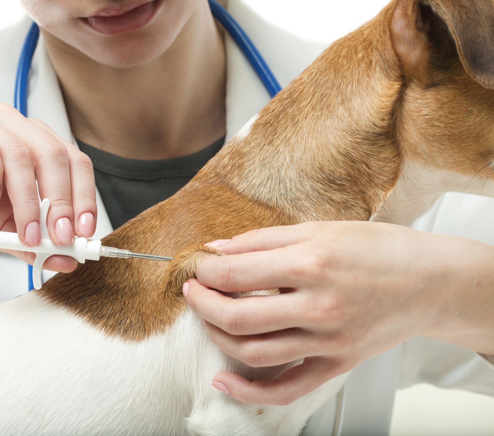 Cost of microchipping your dog sale