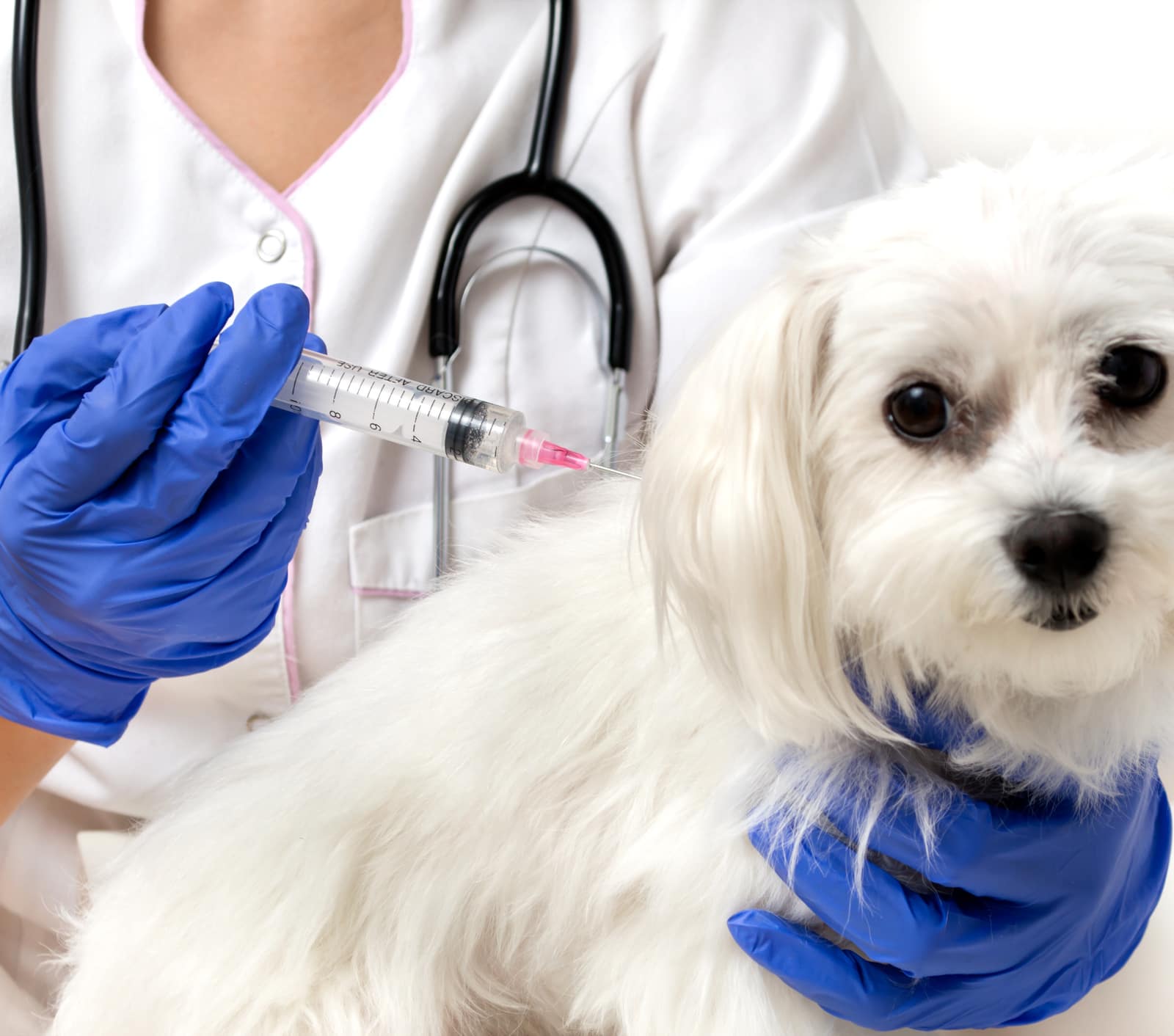 vets4pets puppy injections