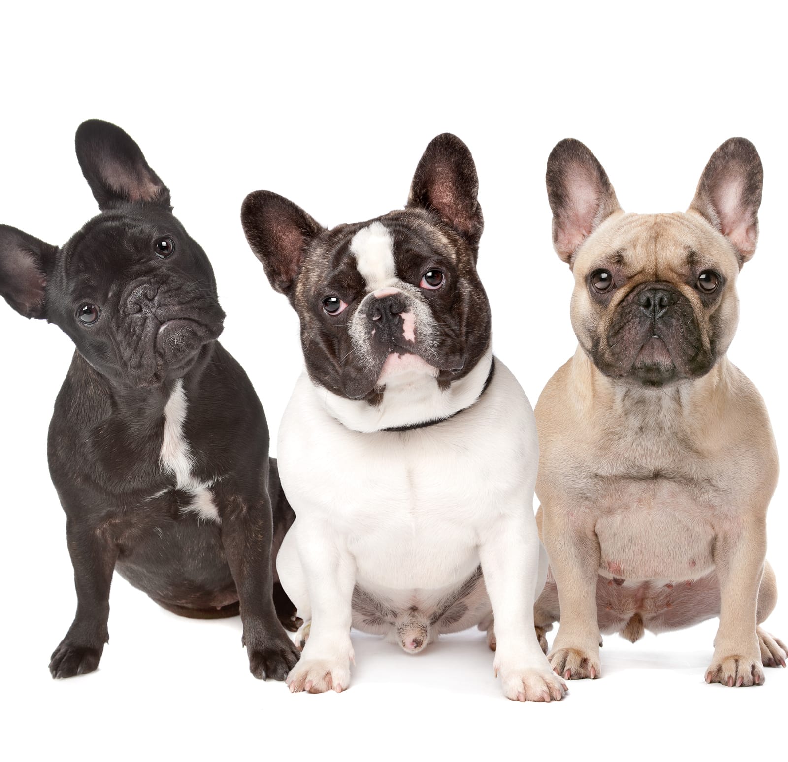 French bulldog insurance 2025