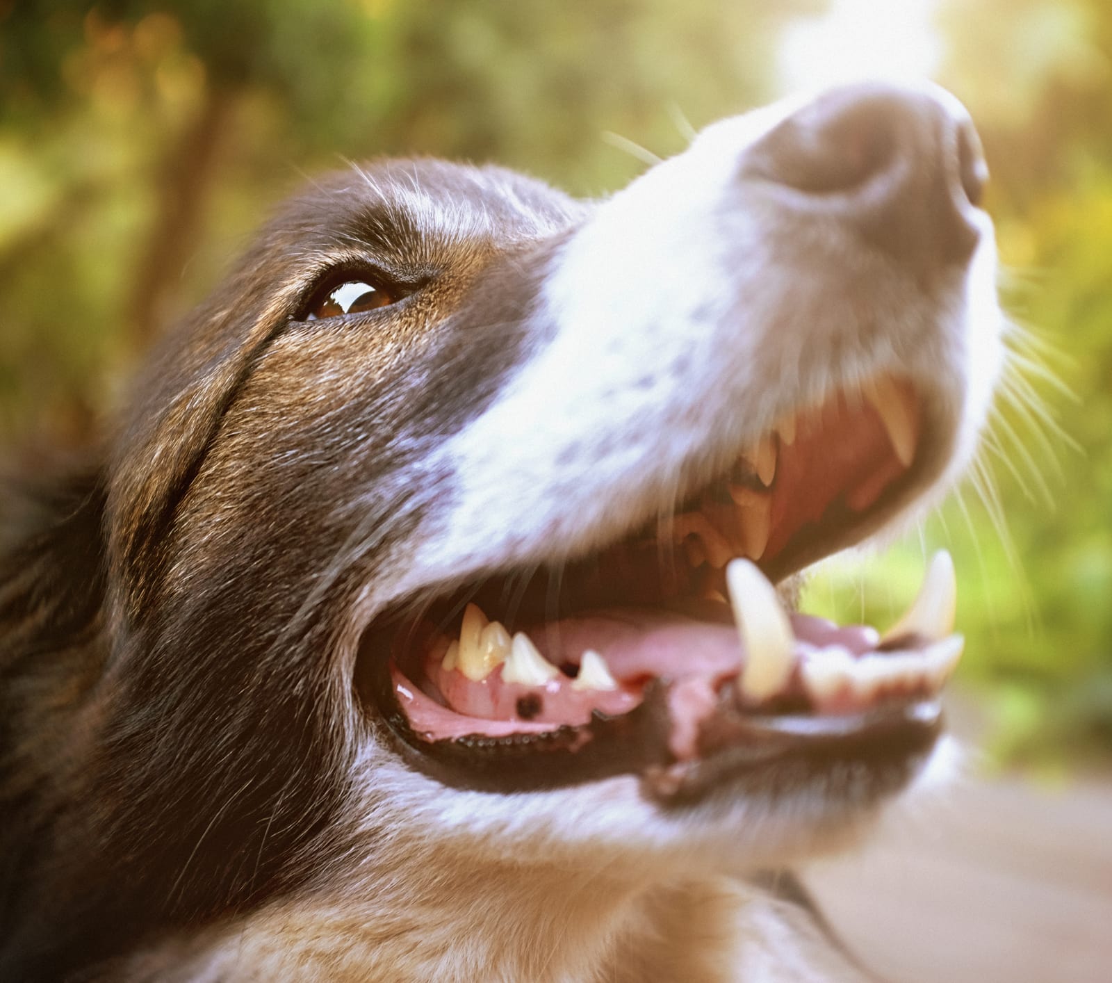 Affordable dog dental care near me discount