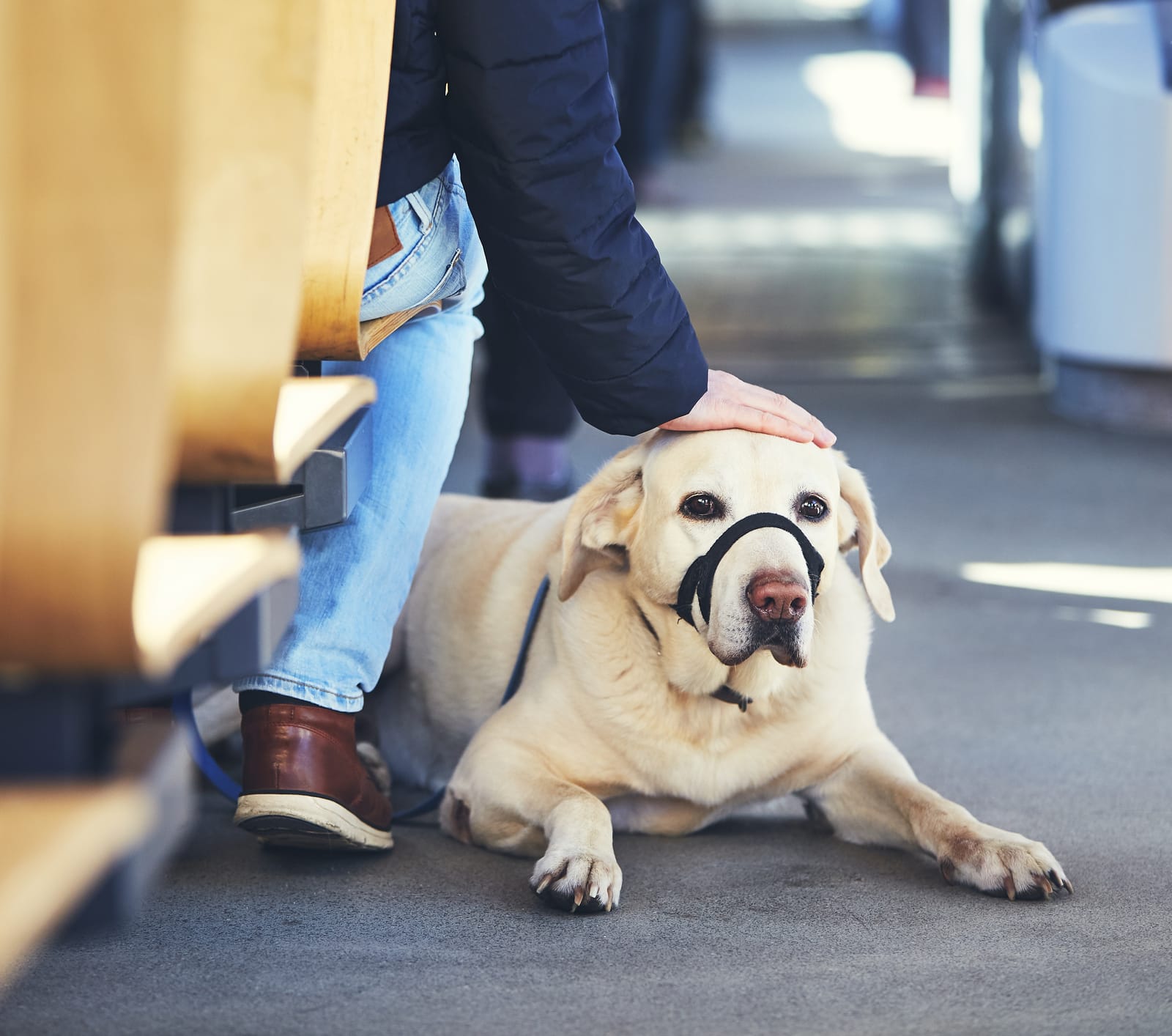 Pets public transport clearance