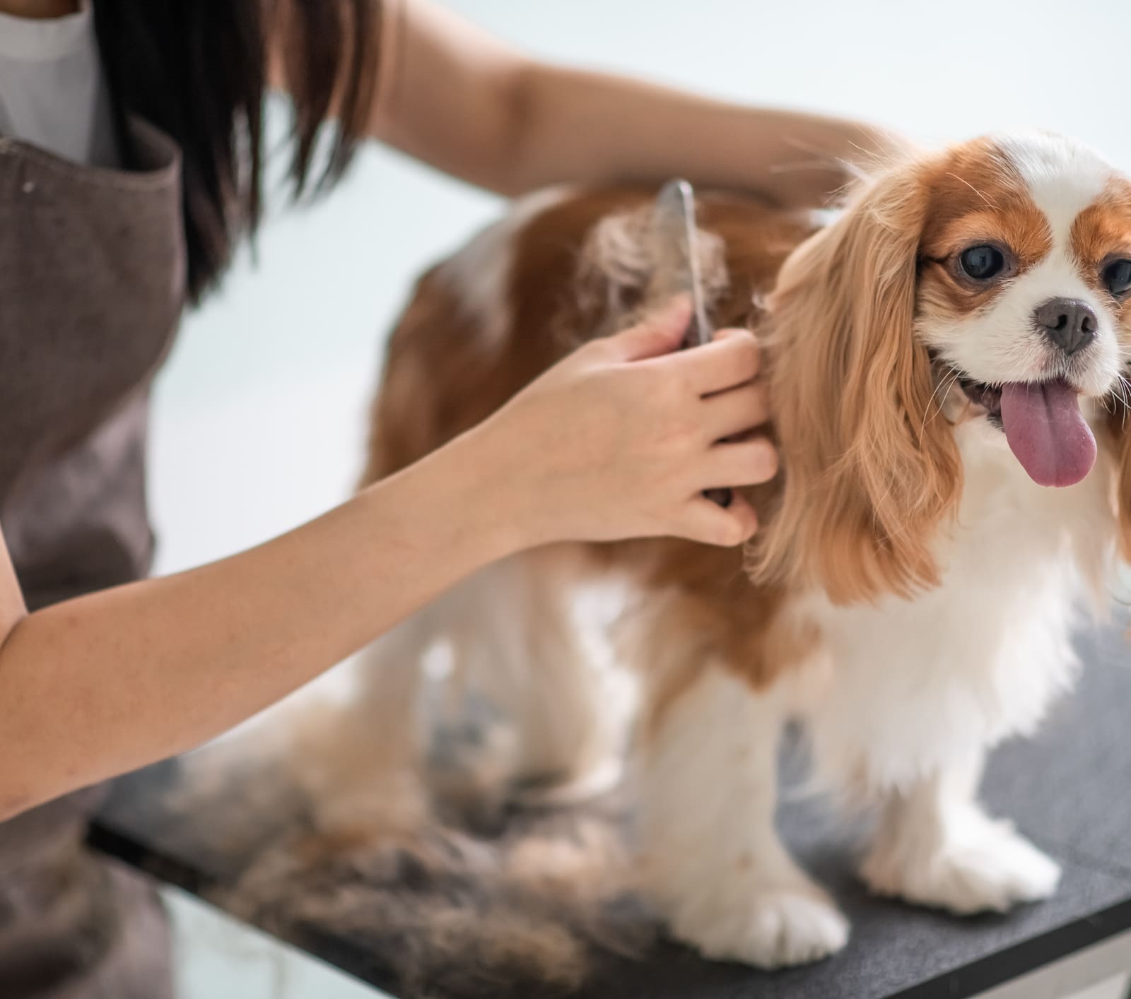 Cost to groom dog cheap