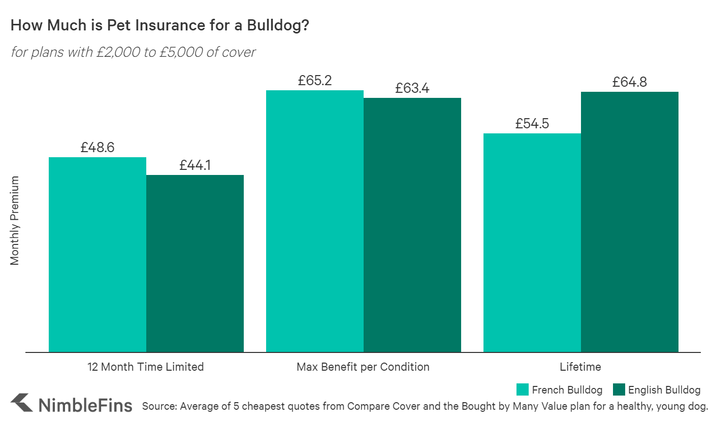Who Has The Best Cheap Pet Insurance For Bulldogs Nimblefins