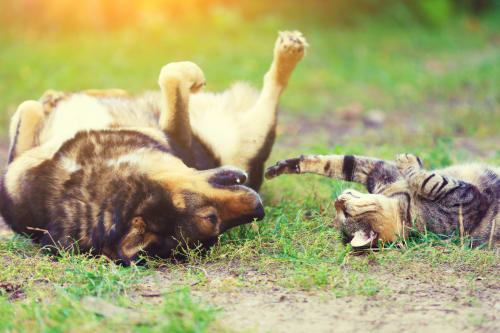 dog and cat rolling in the grass playing together