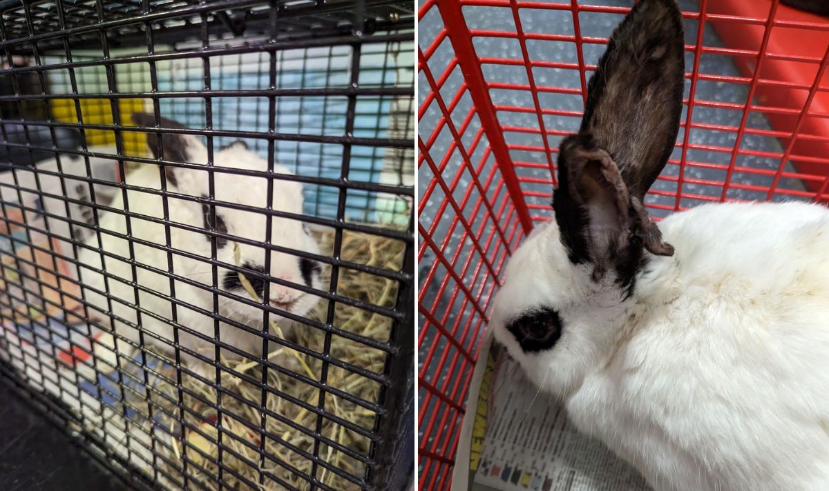 RSPCA issues pet rabbit warning after 80 dumped in woods | NimbleFins