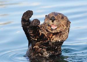 Otter spalshing around in water