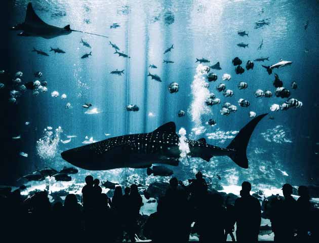 The Georgia Aquarium