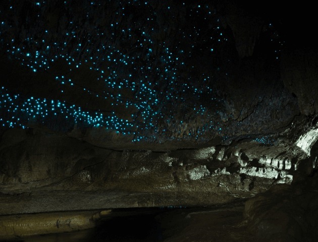The Waitomo Caves
