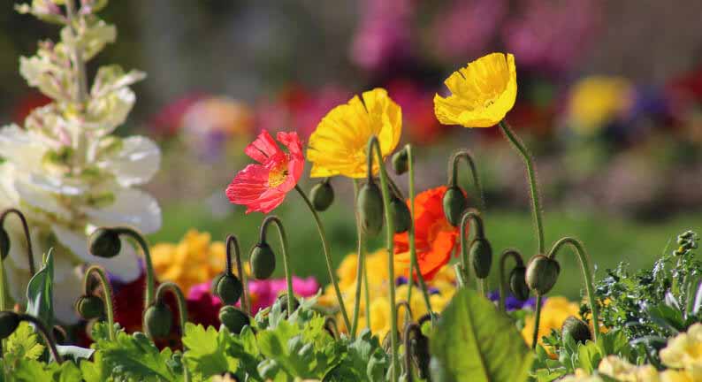 Jardin Des Plantes