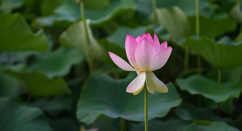 Royal Botanic Gardens