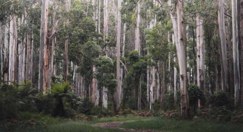 Waitakere Ranges