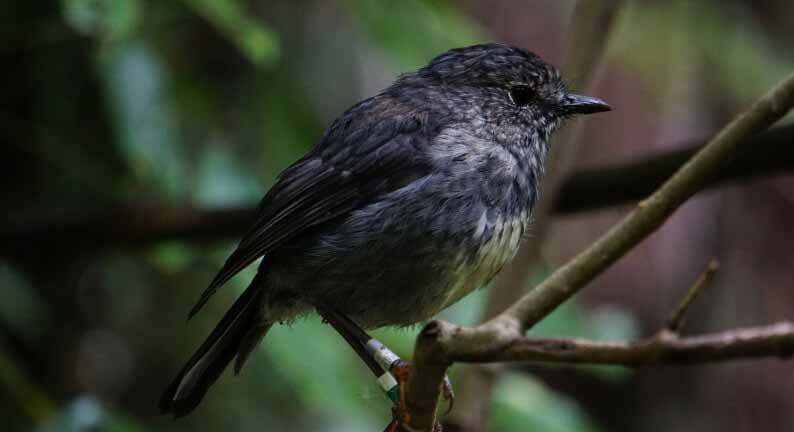 Zealandia