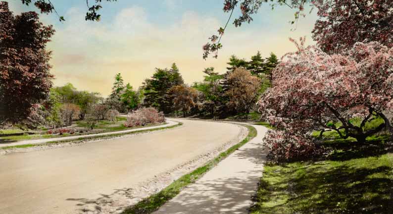 Arnold Arboretum of Harvard University
