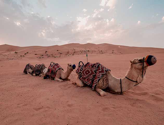 Dubai Desert Conservation Reserve